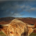 Highland Cow09